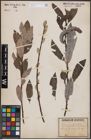 Foto von Salix eriocephala Michx.